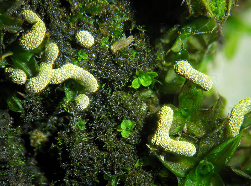 Physarum decipiens